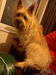 Cairn Terrier perched on arm of wooden chair